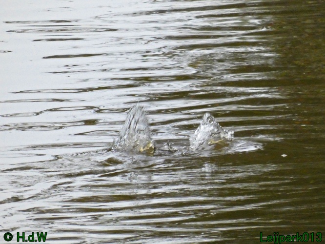 10 &amp; 11 &amp; 12 &amp; 13 november 2024