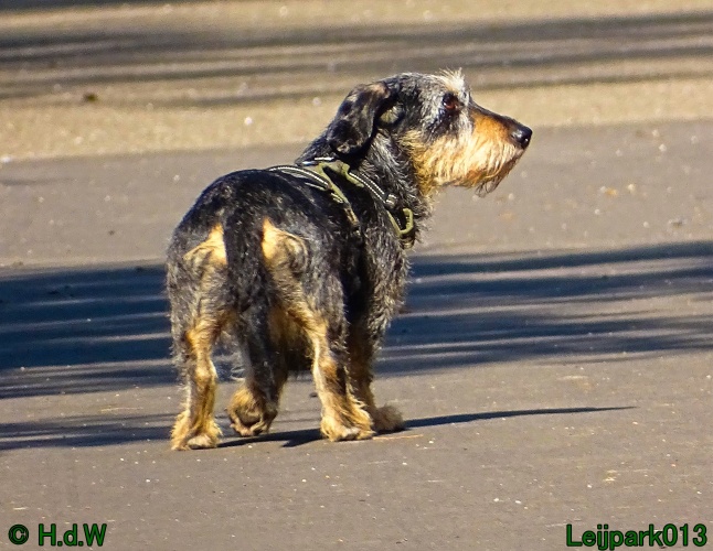 Beestenboel 12 mei 2024