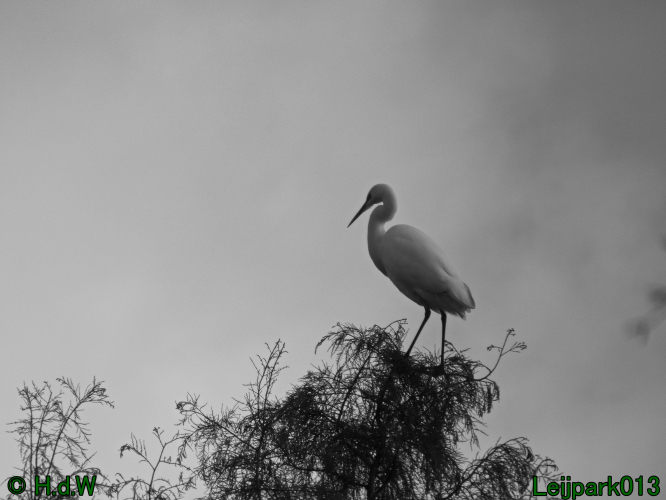 Zilverreiger in top in de boom