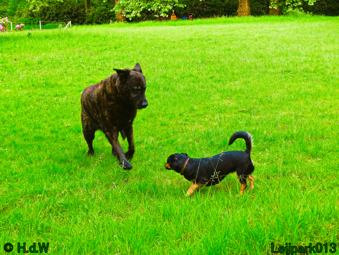 Beestenboel 7 juni 2024