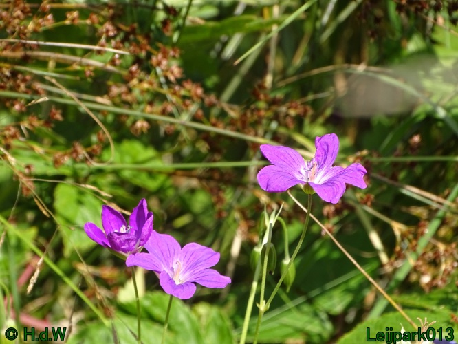 25 &amp; 26 &amp; 27 &amp; 28 juli 2024