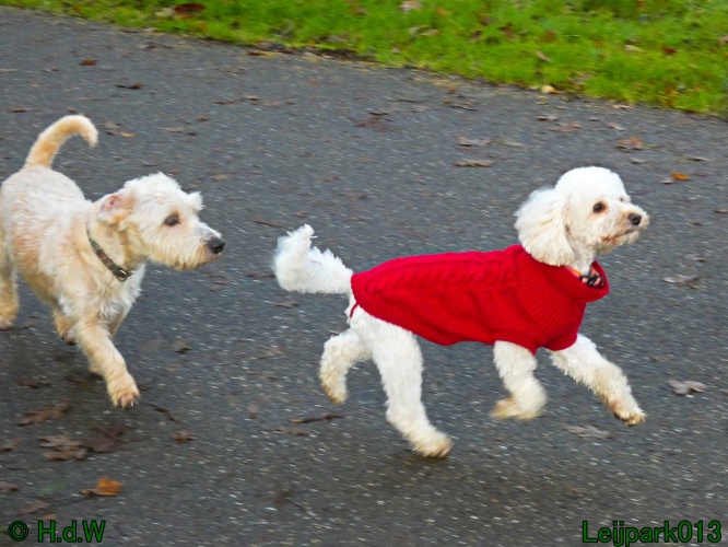 Beestenboel december 2024