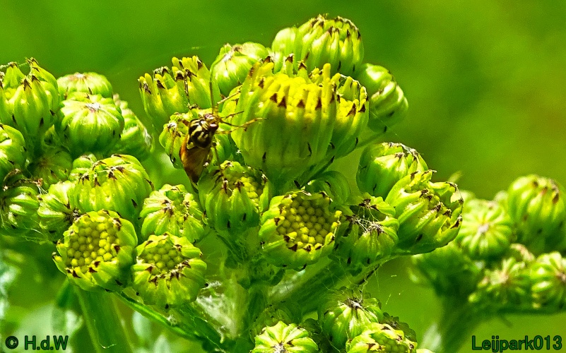 9 &amp; 10 &amp; 11 &amp; 12 juli 2024