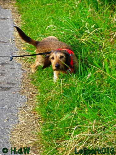 Beestenboel 26 juli 2024