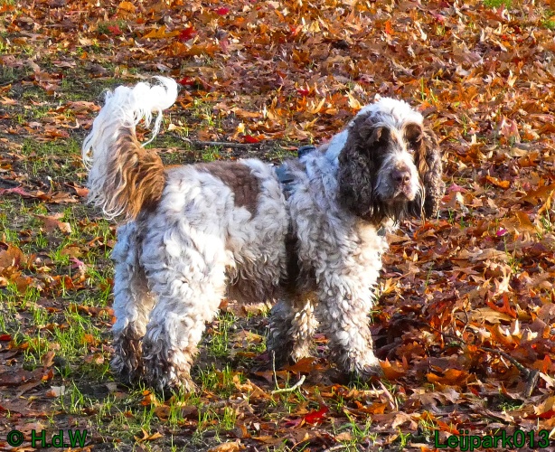 Beestenboel december 2024