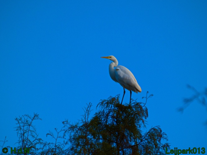 Zilverreiger in top in de boom