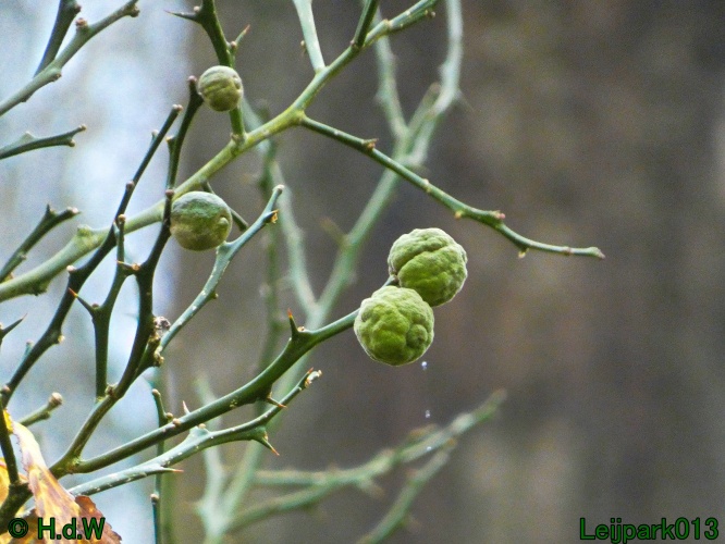 1 &amp; 2 &amp; 3 &amp; 4 januari 2025