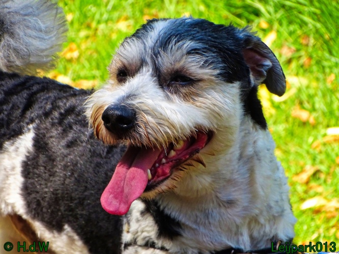 Beestenboel 26 juli 2024