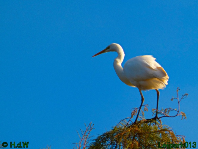 Zilverreiger in top in de boom