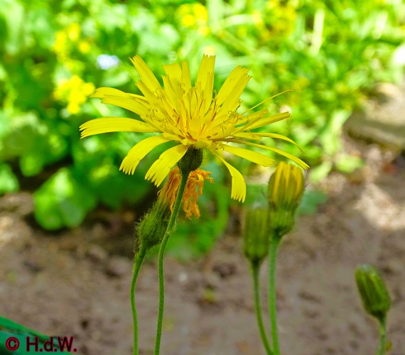 onze tuin 30 april 2024