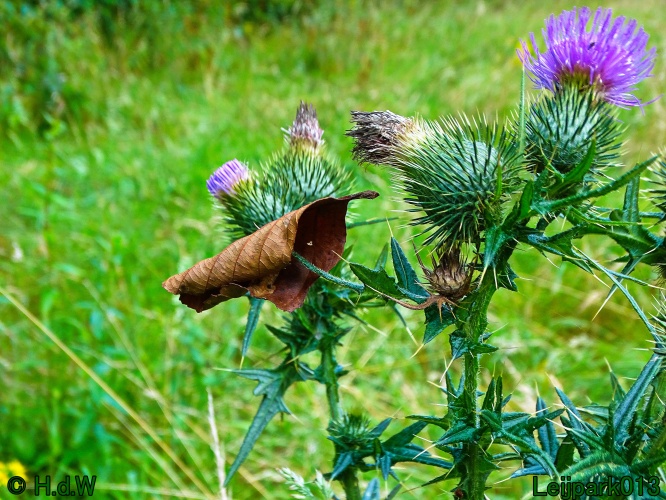 29 &amp; 30 &amp; 31 juli &amp; 1 augustus 2024