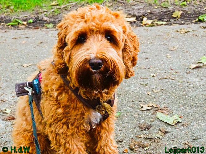 Beestenboel 7 juni 2024