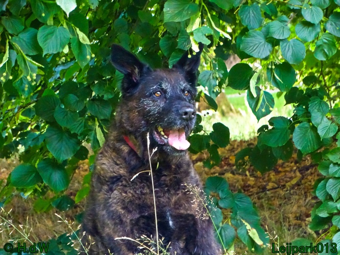 Beestenboel 26 juli 2024