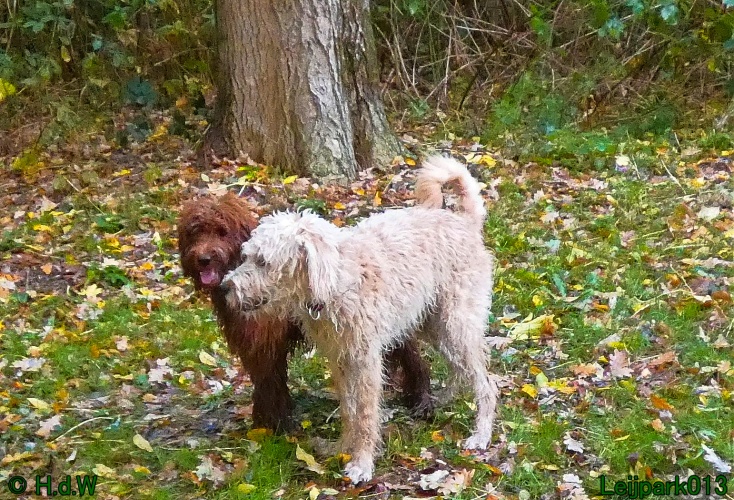 Beestenboel oktober 2025