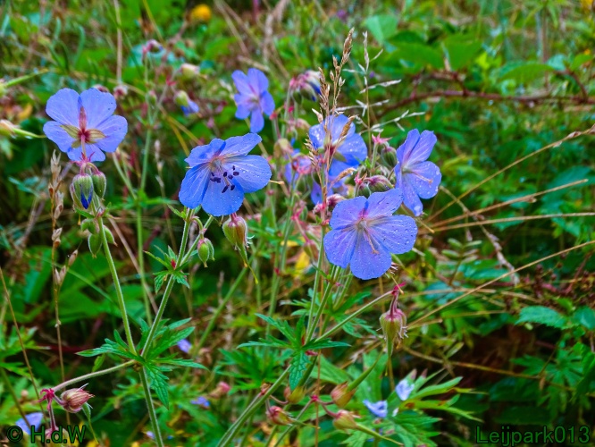 29 &amp; 30 &amp; 31 juli &amp; 1 augustus 2024