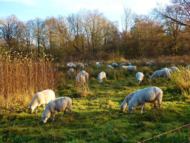 Schaapjes in het Leijpark