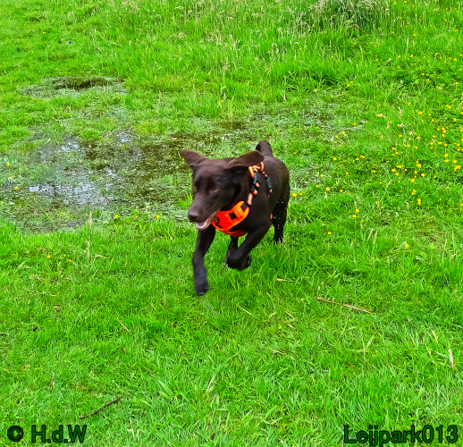 Beestenboel 7 juni 2024