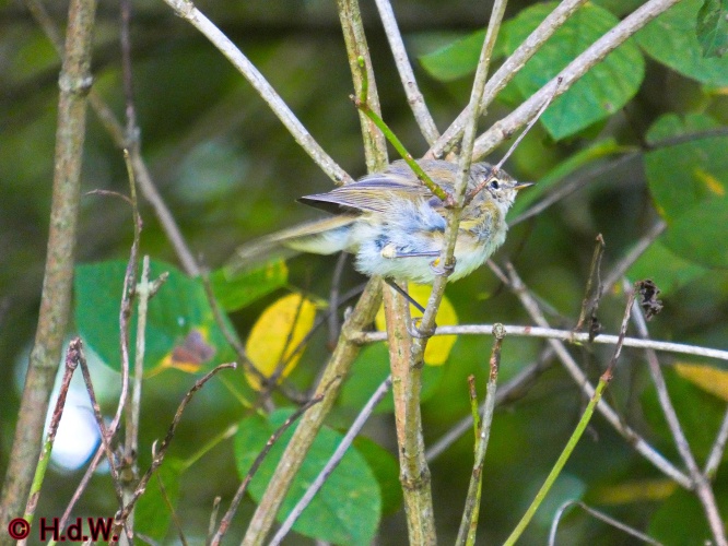 Landal Orveltermarke