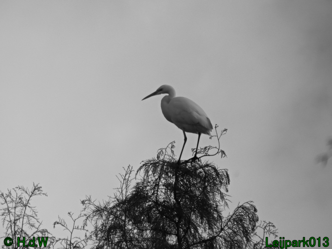 Zilverreiger in top in de boom