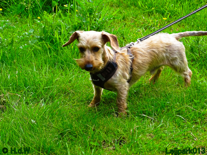 Beestenboel 7 juni 2024