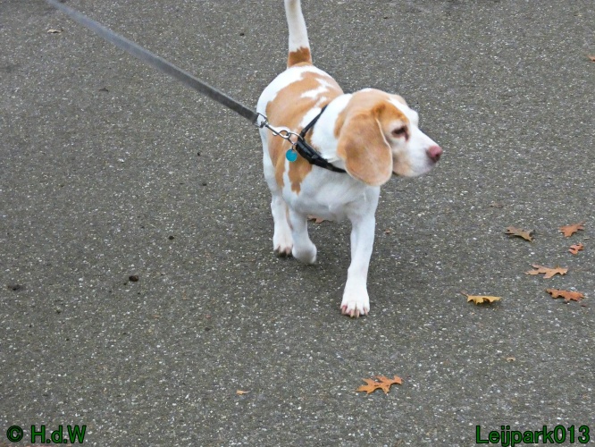 Beestenboel december 2024