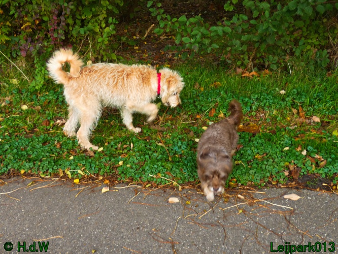 Beestenboel oktober 2025