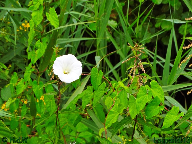 29 &amp; 30 &amp; 31 juli &amp; 1 augustus 2024