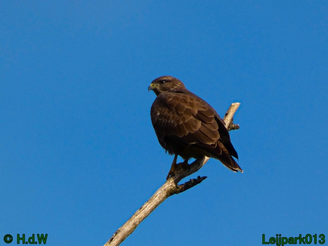 Buizerd