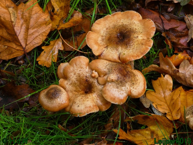 28 &amp; 29 &amp; 30 &amp; 31 oktober 2025