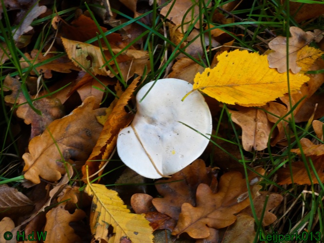 28 &amp; 29 &amp; 30 &amp; 31 oktober 2025