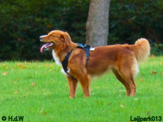 Beestenboel oktober 2025