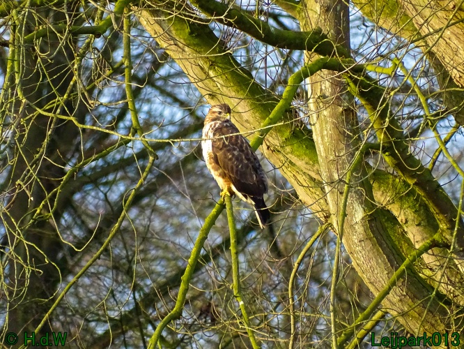 Buizerd