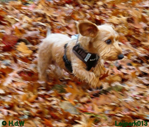 Beestenboel december 2024