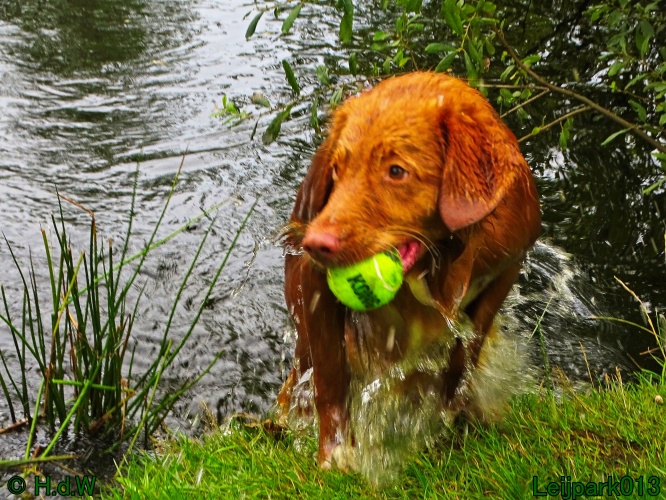 Beestenboel 26 juli 2024
