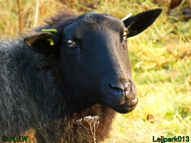 Schaapjes in het Leijpark