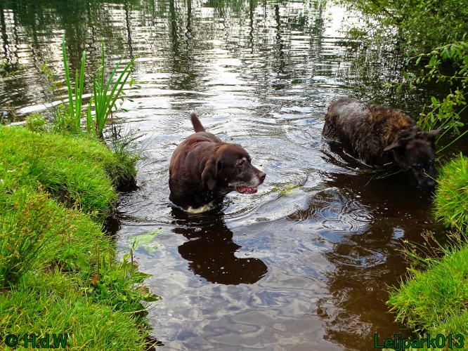 Beestenboel 26 juli 2024