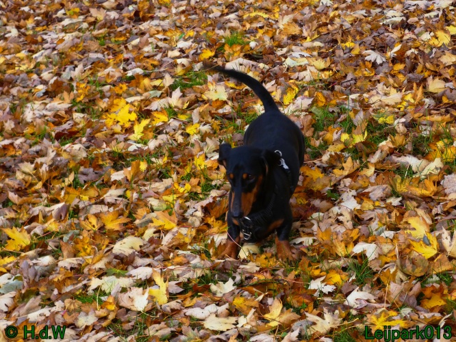 Beestenboel oktober 2025