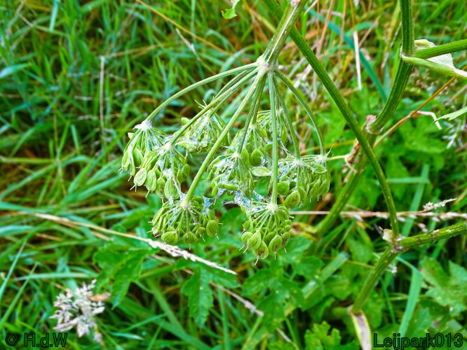 25 &amp; 26 &amp; 27 &amp; 28 juli 2024