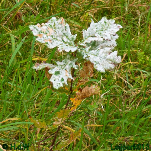 21 &amp; 22 &amp; 23 &amp; 24 oktober 2024