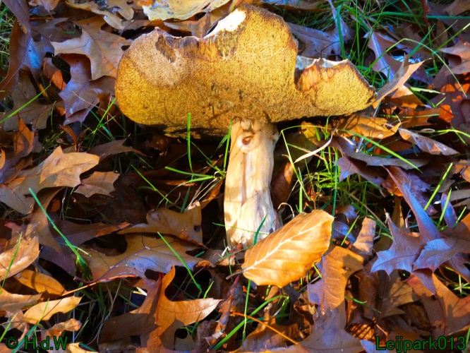 2 &amp; 3 &amp; 4 &amp; 5 November 2024