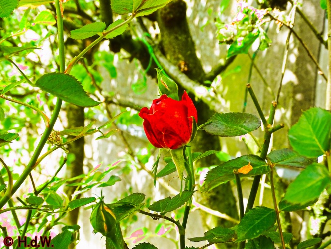 onze tuin 30 april 2024