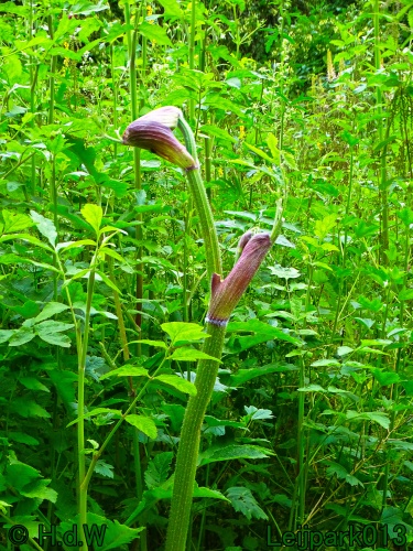 9 &amp; 10 &amp; 11 &amp; 12 juli 2024