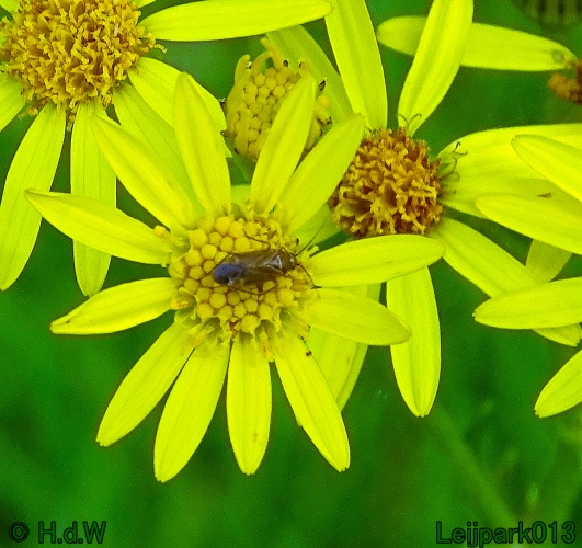 25 &amp; 26 &amp; 27 &amp; 28 juli 2024