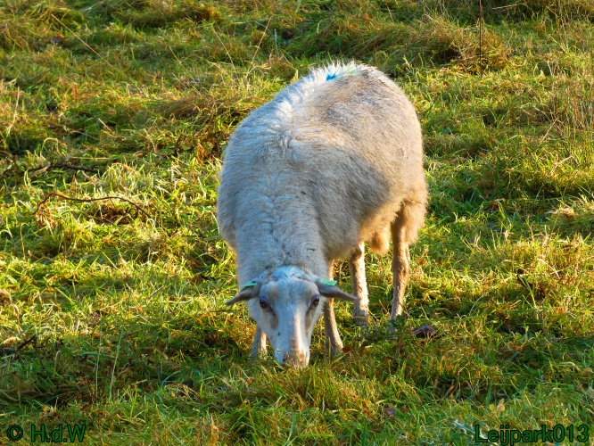 Schaapjes in het Leijpark