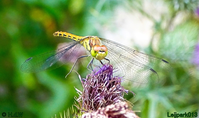 29 &amp; 30 &amp; 31 juli &amp; 1 augustus 2024