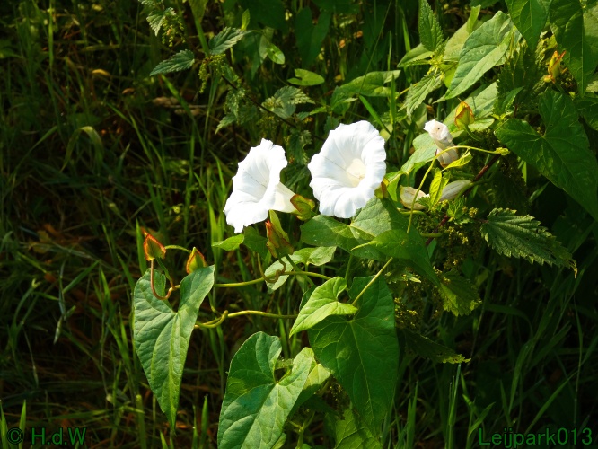 10 &amp; 11 &amp; 12 &amp; 13 augustus 2024