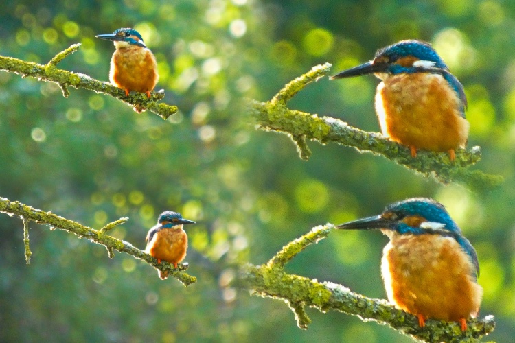 ijsvogel