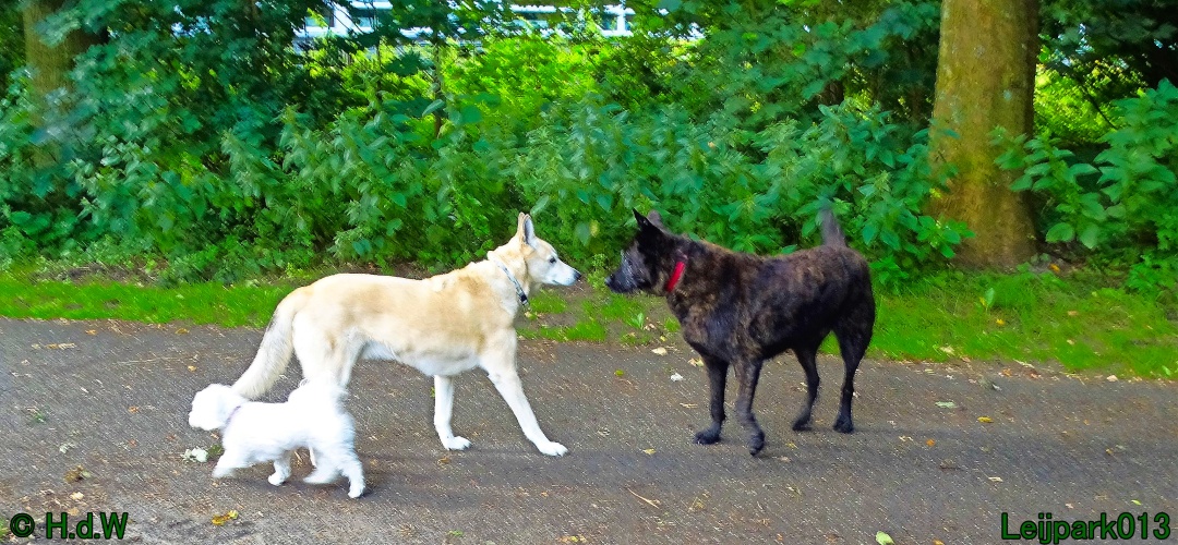 Beestenboel 26 juli 2024