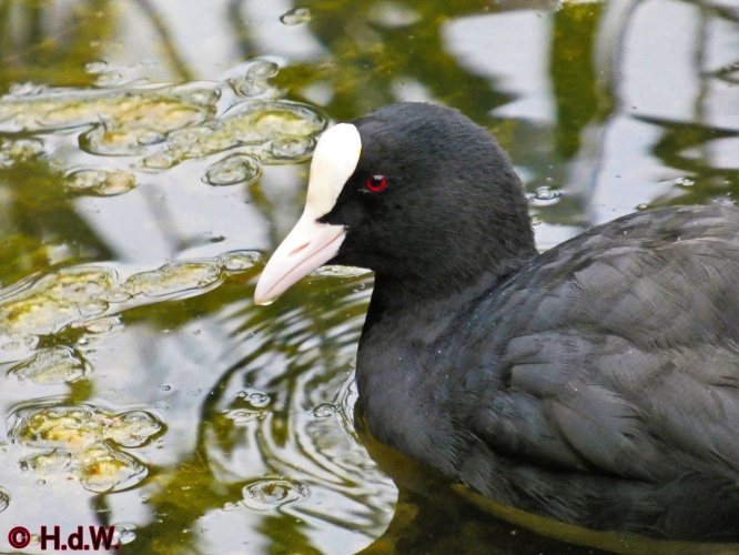 Landal Orveltermarke