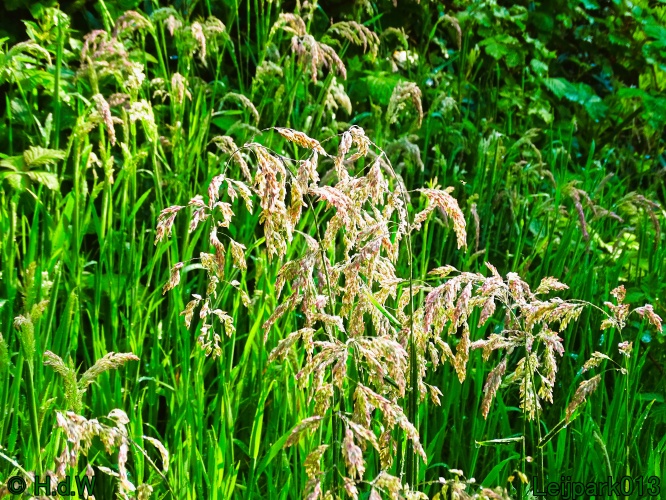 Beestenboel 12 mei 2024